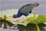 talve violace - purple gallinule_9745.JPG