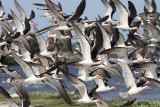 bec en ciseaux - black skimmer_8318.JPG