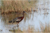 ibis fascinelle - glossy ibis_1359.JPG