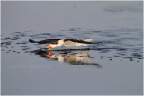 bec en ciseaux - black skimmer_5703.JPG