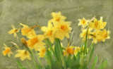 daffodils in oil