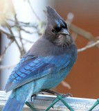 Steller's Jay AE2D2352 copy.jpg