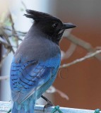 Steller's Jay AE2D2353 copy.jpg