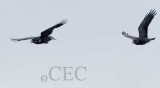 Crow breeding season flight display _EZ32450 copy.jpg