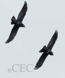 Crow breeding season flight display _EZ32452.jpg