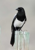 Black-billed Magpie _EZ53209.jpg