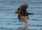 Crow breeding season flight display _EZ65705 copy.jpg