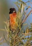 Black-headed Grosbeak 4Z052401.jpg