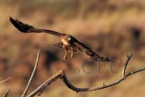 Red Tailed Hawk  _EZ65760 copy.jpg