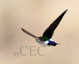 Violet-Green Swallow_EZ53469 copy.jpg