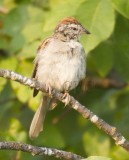 Chipping Sparrow, juvenile  _EZ76281 copy.jpg