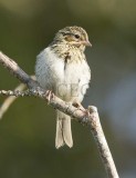 Savannah Sparrow, juvenile, pink feet, forked tail, central spot weak, yellow eyebrow stripe absent  _EZ76420 copy.jpg