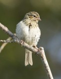 Savannah Sparrow, juvenile, pink feet, forked tail, central spot weak, yellow eyebrow stripe absent _EZ76420 copy.jpg