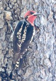 Red Breasted Sapsucker hybrid, Little Naches River 2014-6-4  _EZ82892 copy.jpg