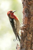 Red Breasted Sapsucker hybrid, Little Naches River 2014-6-4 _EZ82893 copy.jpg