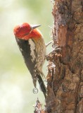 Red Breasted Sapsucker hybrid, Little Naches River 2014-6-4 _EZ82894 copy.jpg