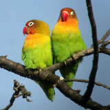 perched birds