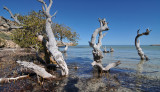 Fowlers Camp mangroves