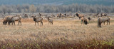 Waterton Elk