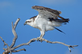 Mandurah Osprey