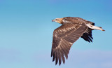 Juvenile White-bellied Sea Eagle