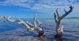 Fowlers Camp Mangroves