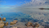 Whalebone  - Shark Bay, WA.