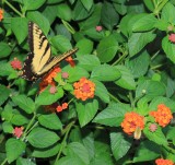 Butterfly & Hummingbird Moth  8/10/13