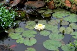 1St waterlily To Boom This the upper Goldfish pond