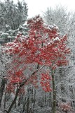 The Autumn Snow, 11/1/14, Earliest Snow in over 60 Years