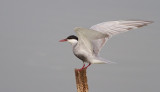 Whiskered Tern   מרומית לבנת לחי