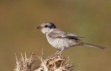 Masked Shrike - young