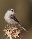 Masked Shrike - young