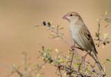 House Sparrow - female