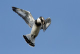 Pied Kingfisher