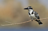 Pied Kingfisher