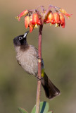 Spectacled Bulbul
