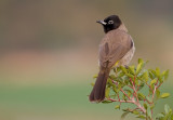 Spectacled Bulbul