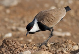 Spur-winged Lapwing 