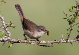 Sardinian Warbler-female