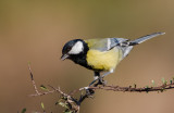 Great tit