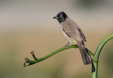  Spectacled Bulbul