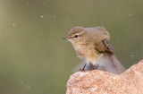 Chiffchaff