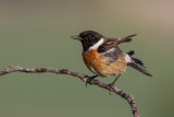 Stonechat