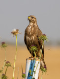 Common Buzzard 