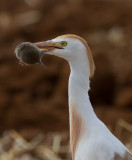 Cattle Egret