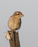 Red backed Shrike