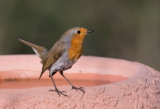 Robin