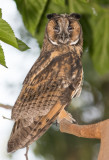 Long-eared Owl    ינשוף עצים