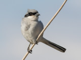 Great-gray Shrike